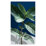 Gel de Ducha Mádara Mint Absinthe (300 ml)